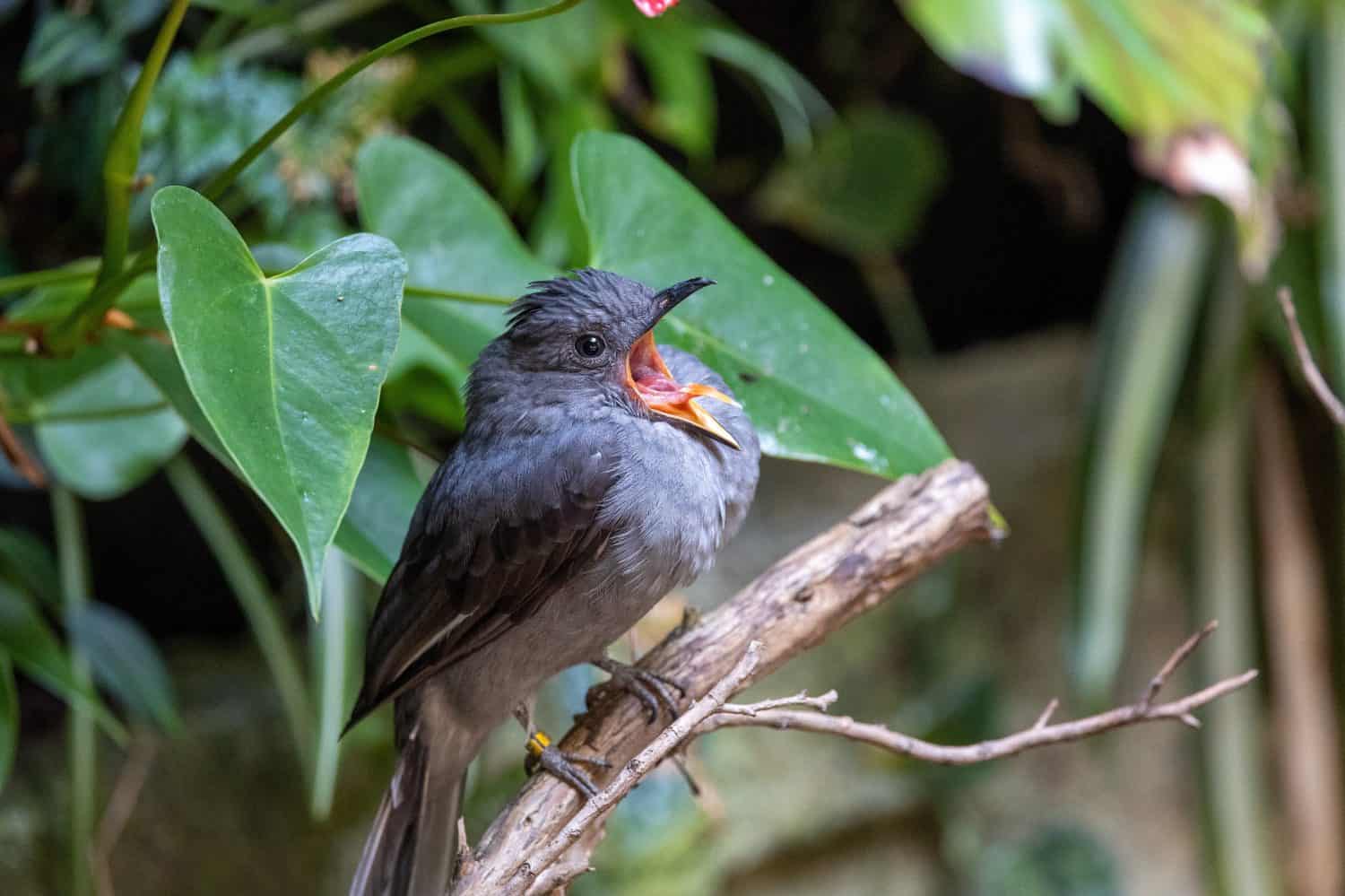 Close up view of a screaming piha