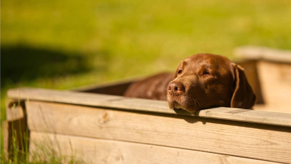 Brown Labrador dog, hund, laying in childrens sand box looking out while resting head on the edge
