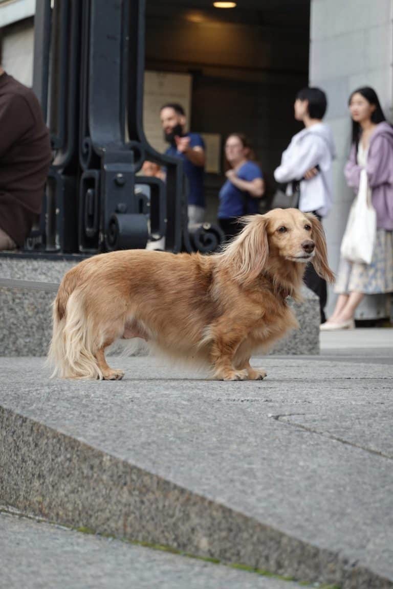 Adorable Golden Dox dog, a unique mix of Golden Retriever and Dachshund, captured in a playful and joyful pose.