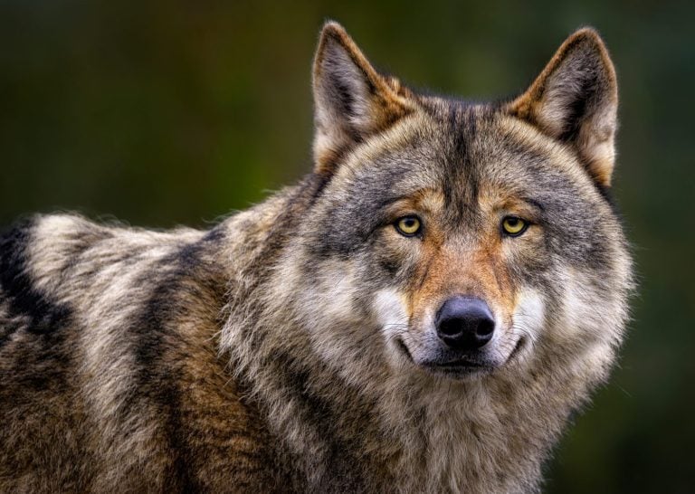A close up of a Grey Wolf (Gray Wolf)
