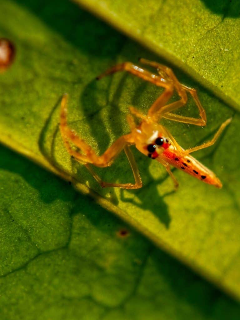 Close-up view of Theridion grallator, also known as the Hawaiian happy face spider, is a spider in the family Theridiidae that lives in the Hawaiian Islands.