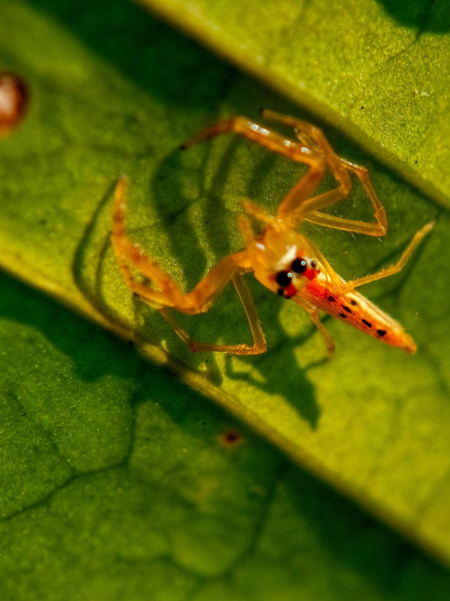 Close-up view of Theridion grallator, also known as the Hawaiian happy face spider, is a spider in the family Theridiidae that lives in the Hawaiian Islands.