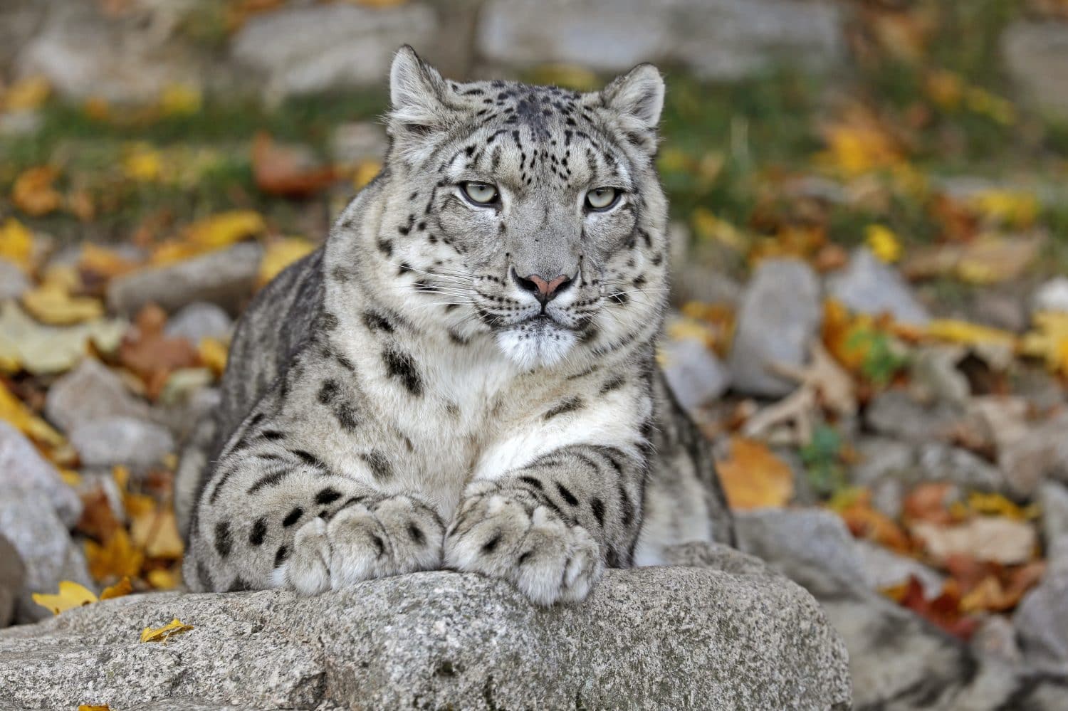 International Snow Leopard Day: 10 Incredible Facts About the “Ghost of the  Mountains” - A-Z Animals, image size:1500x999