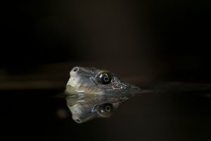 The head of a Mary River turtle (Elusor macrurus) breaking the surface of the water.
