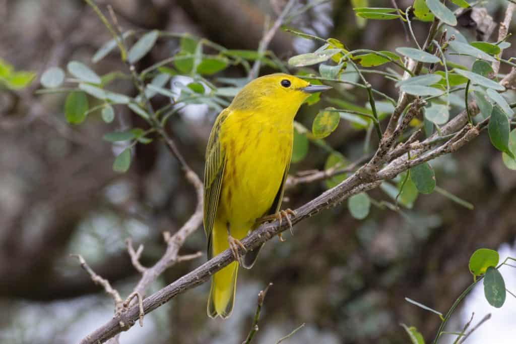 Close up of a beautiful Yellow Warbler (Setophaga petechia) male perched