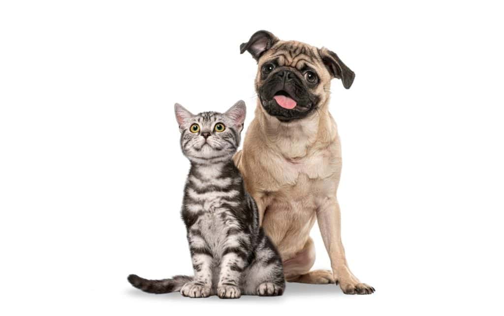 Pug dog and British Shorthair kitten sitting side by side together on a white background