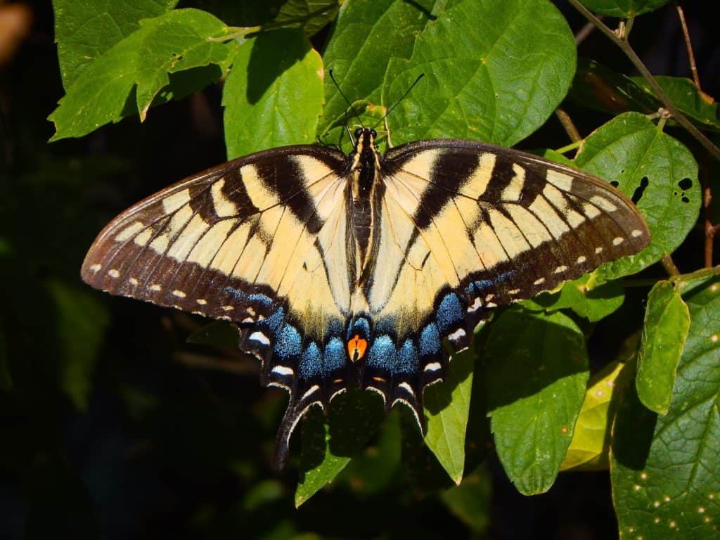 A vibrant Eastern Tiger Swallowtail butterfly resting on green leaves in a natural setting.