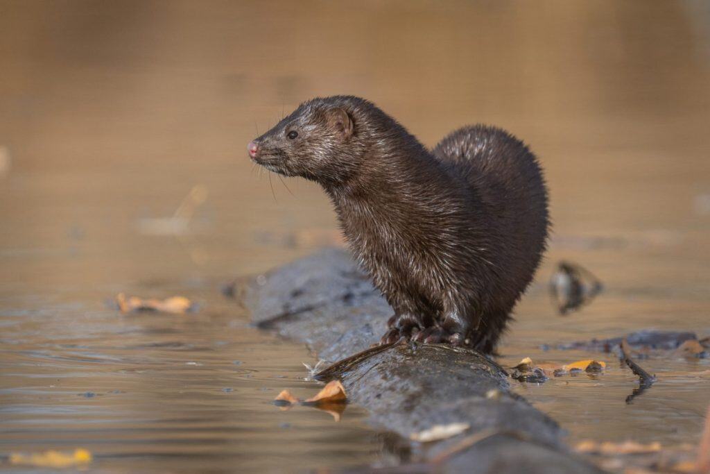 Closeup side view eye level portrait of an American mink sitting on long