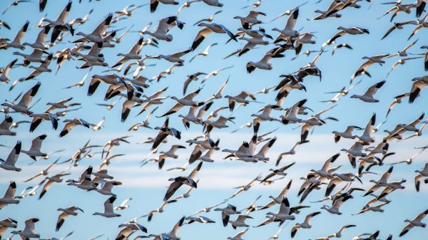 Where Birds Really Go in Winter: Incredible Migration Secrets - A-Z Animals