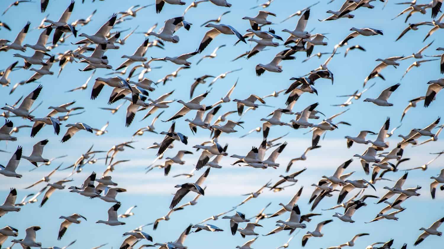 A beautiful shot of a group of snow geese migrating with the blue sky in the background
