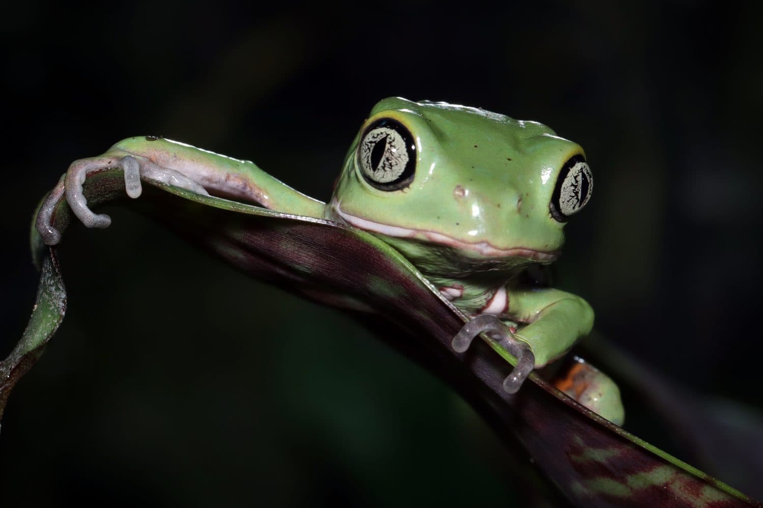 Phyllomedusa sauvagii, The waxy monkey leaf frog or waxy monkey tree frog is a species of frog in the subfamily Phyllomedusinae. It is native to South America, where it occurs in Argentina