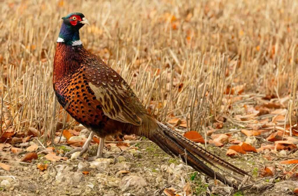 Pheasant, colourful Ring-Necked male or cock bird in Autumn, stood in cut corn field with golden Autumn leaves, looking backwards. Scientific name: Phasianus colchicus. Horizontal. Space for copy