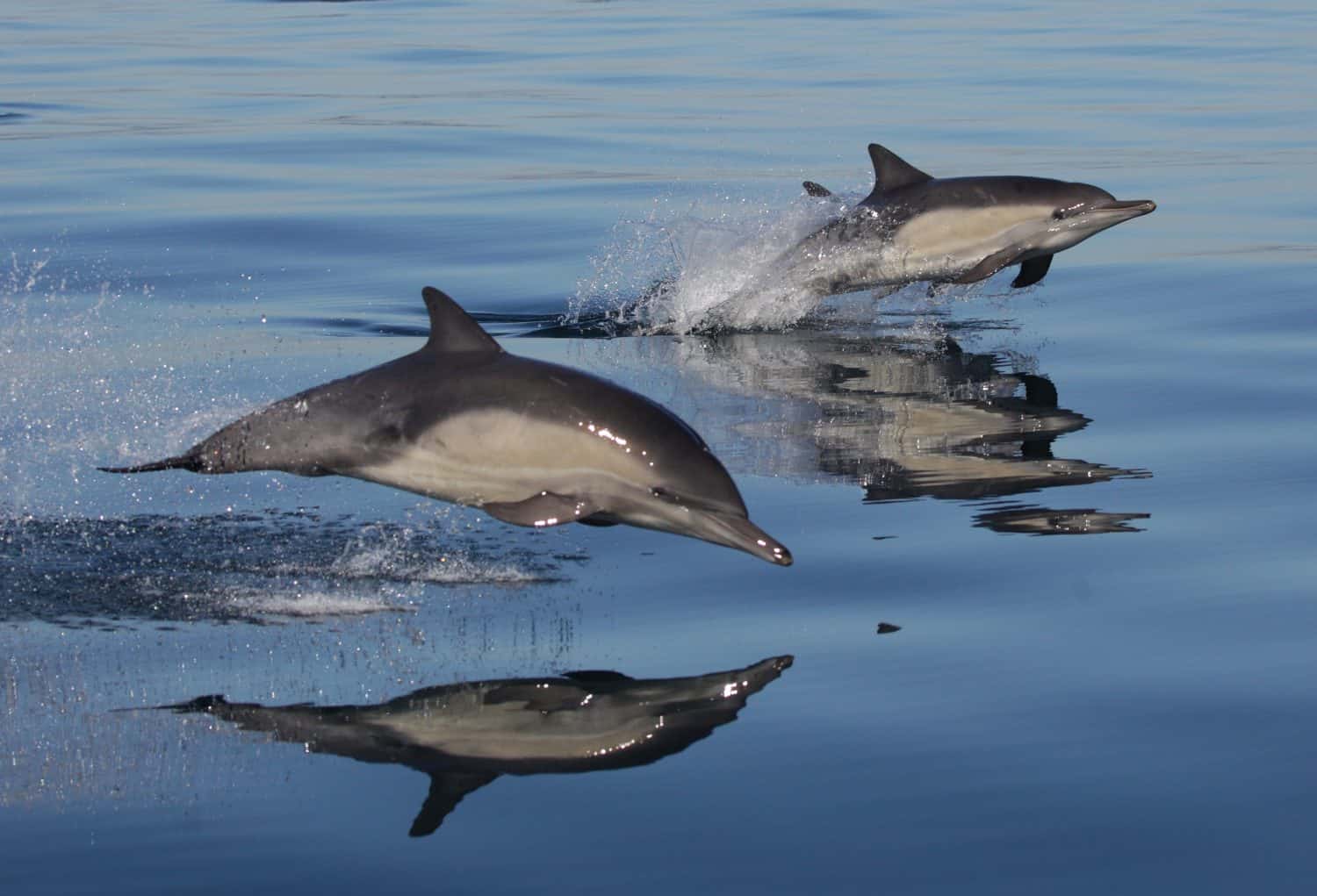 Common dolphins off Southern California