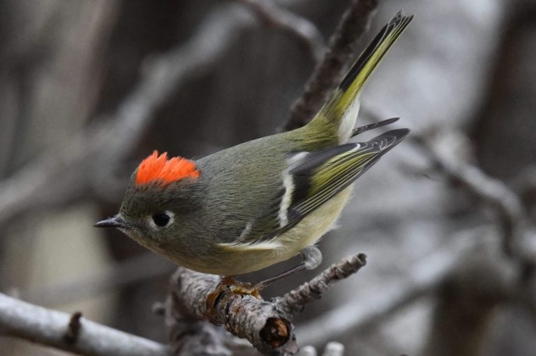 Close-up of a ruby-crowned kinglet perched on a branch with its vibrant red crest visible.