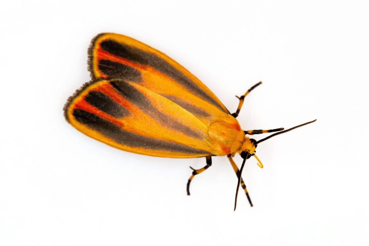 Painted Lichen Moth (Hypoprepia fucosa), a colorful North American moth species in the family Erebidae with its yellow tongue visible.