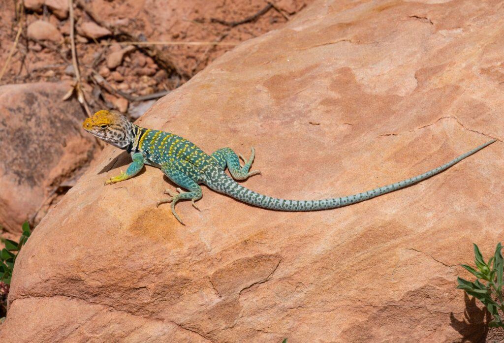 A beautiful male eastern collared lizard hanging out on a rock in a desert area. Very long tail and long toes. Its head is large for its body size. It eats insects and other lizards.