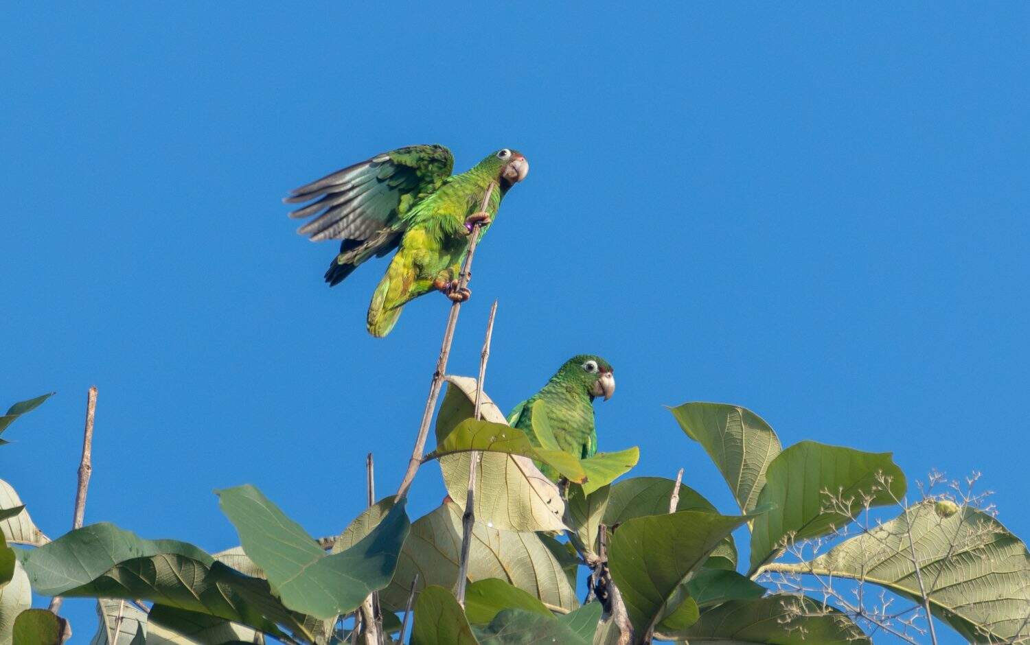 A pair of critically endangered Puerto Rican Amazon coming for a landing on athick tree. 