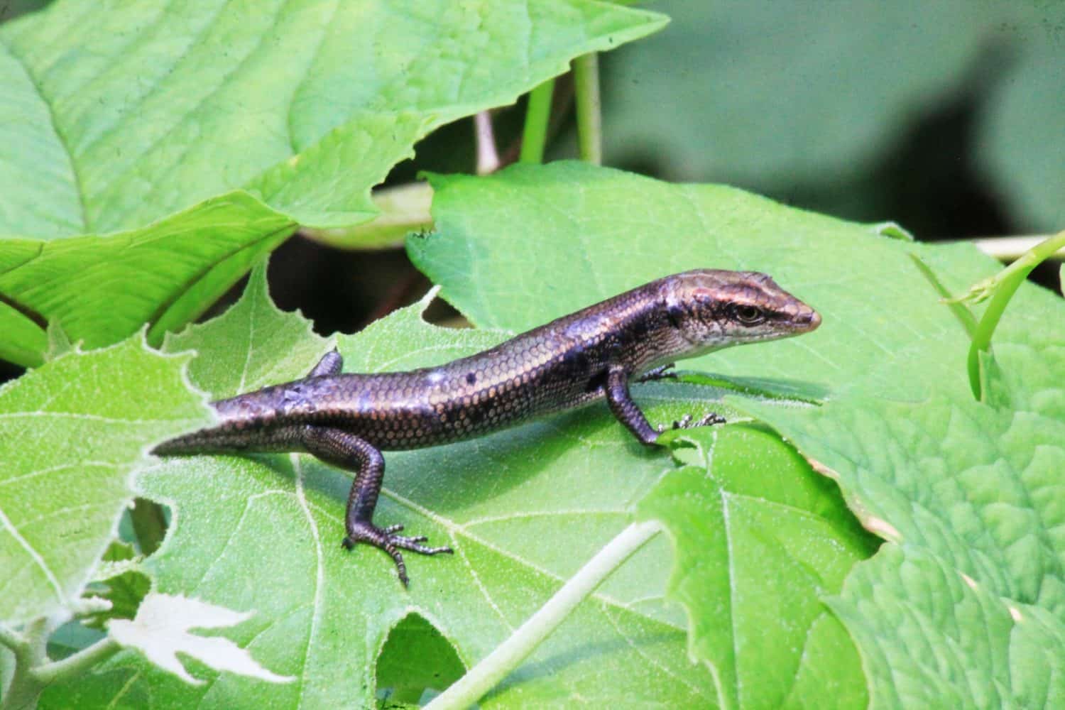 Emoia is a genus of skinks, lizards in the subfamily Eugongylinae.[1] The genus Emoia belongs to a group of genera mainly from the southwestern Pacific-Australian region.