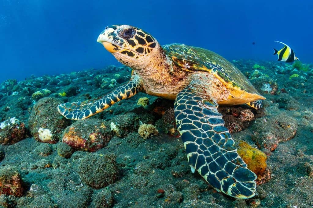 Hawksbill Turtle (Eretmochelys imbricata) underwater on a tropical coral reef with black volcanic sand (Tulamben, Bali, Indonesia)