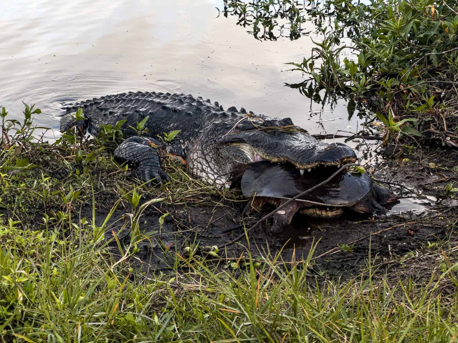 Alligator eating turtle in Florida