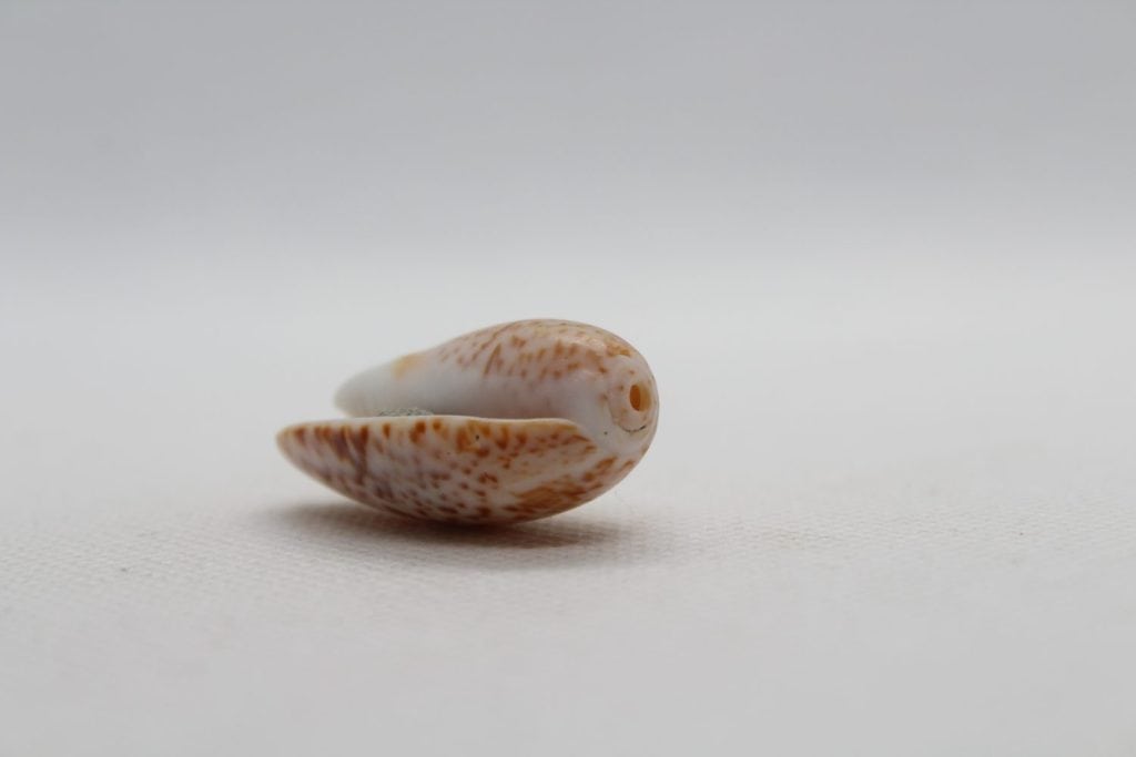Seashell of sea snail lettered olive (Oliva sayana) isolated on a white background. Sea snail olive or oliva
