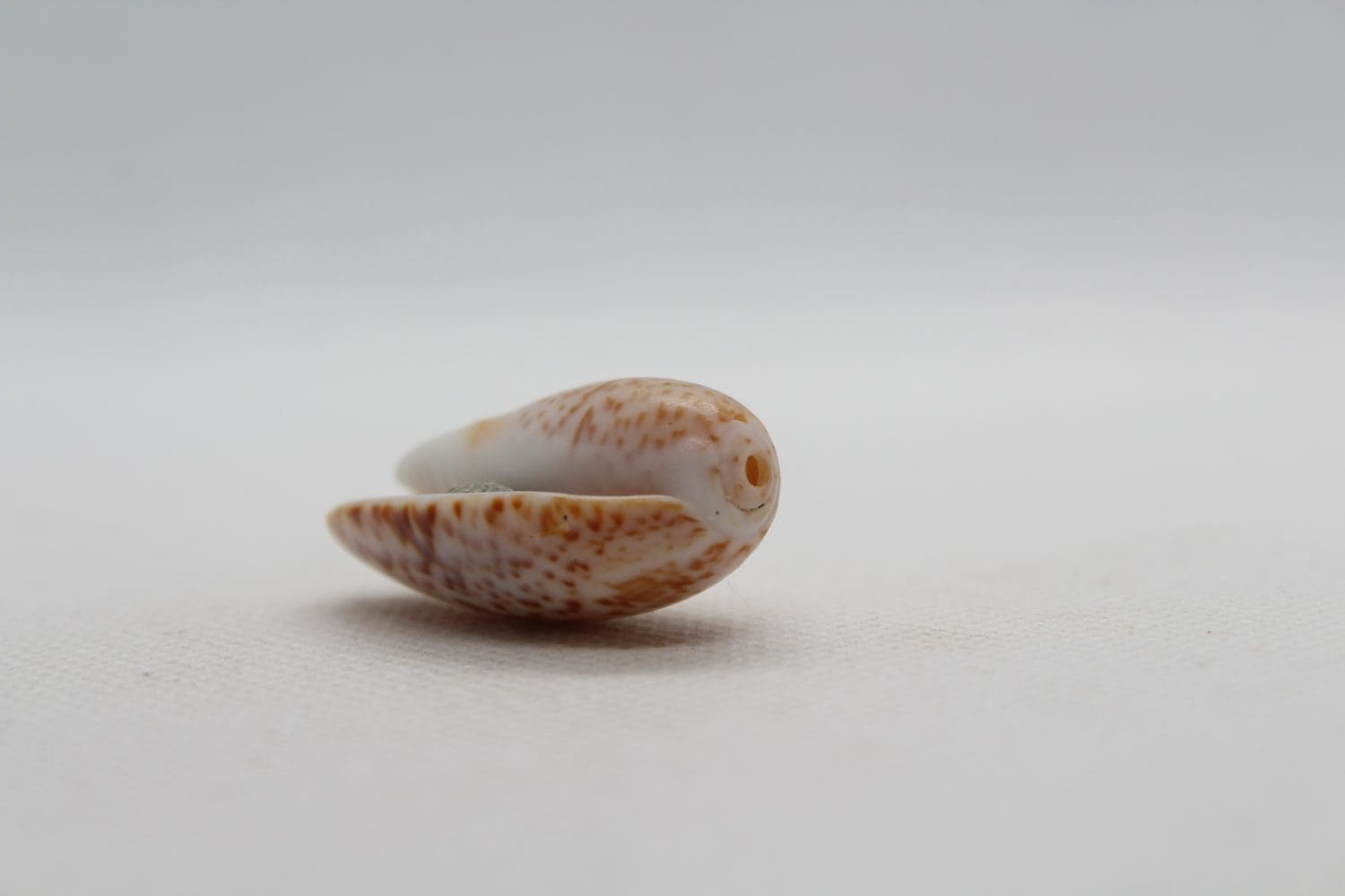Seashell of sea snail lettered olive (Oliva sayana) isolated on a white background. Sea snail olive or oliva