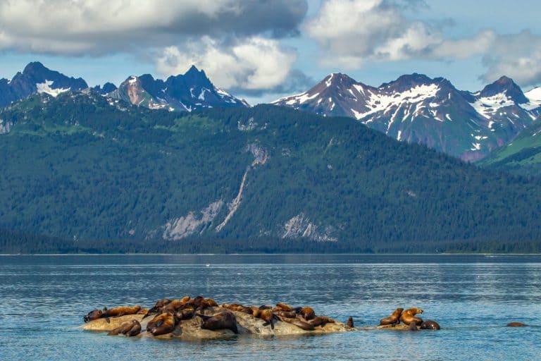 USA, Alaska, Glacier Bay National Park. Steller sea lions on rock jutting from water.