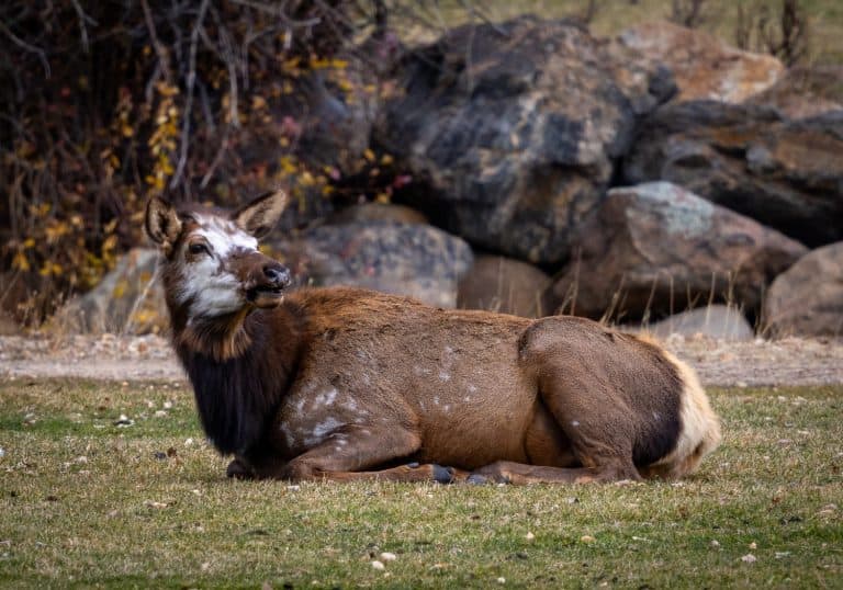 Piebald Cow Elk in the Fall