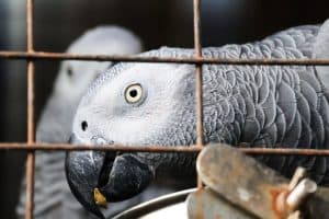 The TikTok Trap: How Viral Videos Are Driving a Beloved Bird to Extinction photo