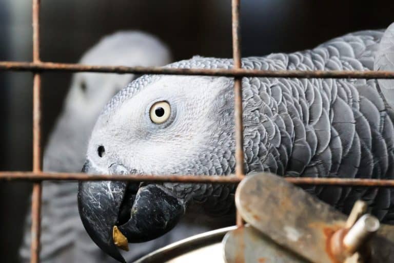 African grey parrot inside a cage staring.Parrot wanting to be out of the cage and set free.Psittacus erithacus in a bird sanctuary with its beautiful grey feathers and black beak with sharp eyes.