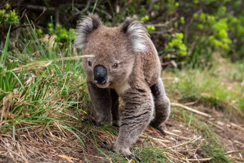 koala cute forest face nose wild