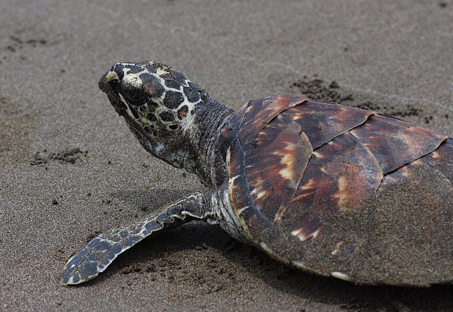 Kemp's ridley sea turtle, also called the Atlantic ridley sea turtle, is the rarest species of sea turtle and is the world's most endangered species of sea turtle.