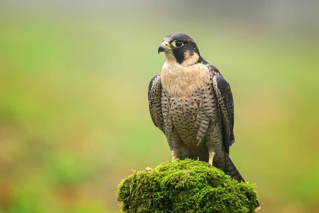 Peregrine Falcon ( Falco peregrinus ) close up