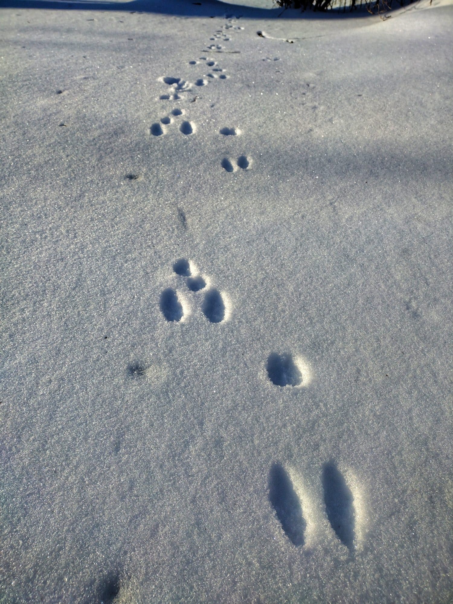 Cottontail Tracks in the Freshly Fallen Snow