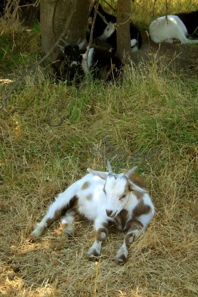 A fainting goat is a breed of domestic goat whose external muscles freeze for roughly ten seconds when the goat is startled.