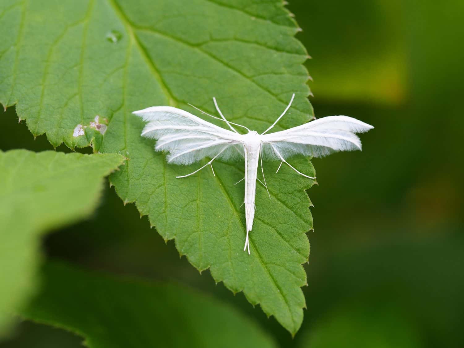 White plume moth on a leaf