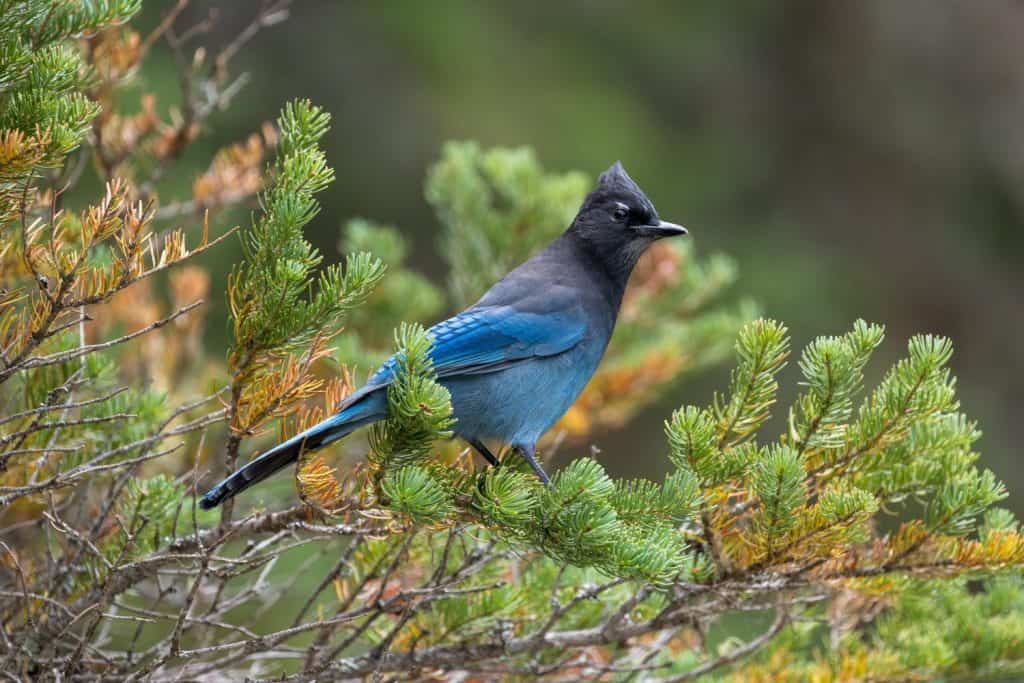 Stellers Jay, Cyanocitta stelleri, Glacier National Park, Montana, USA