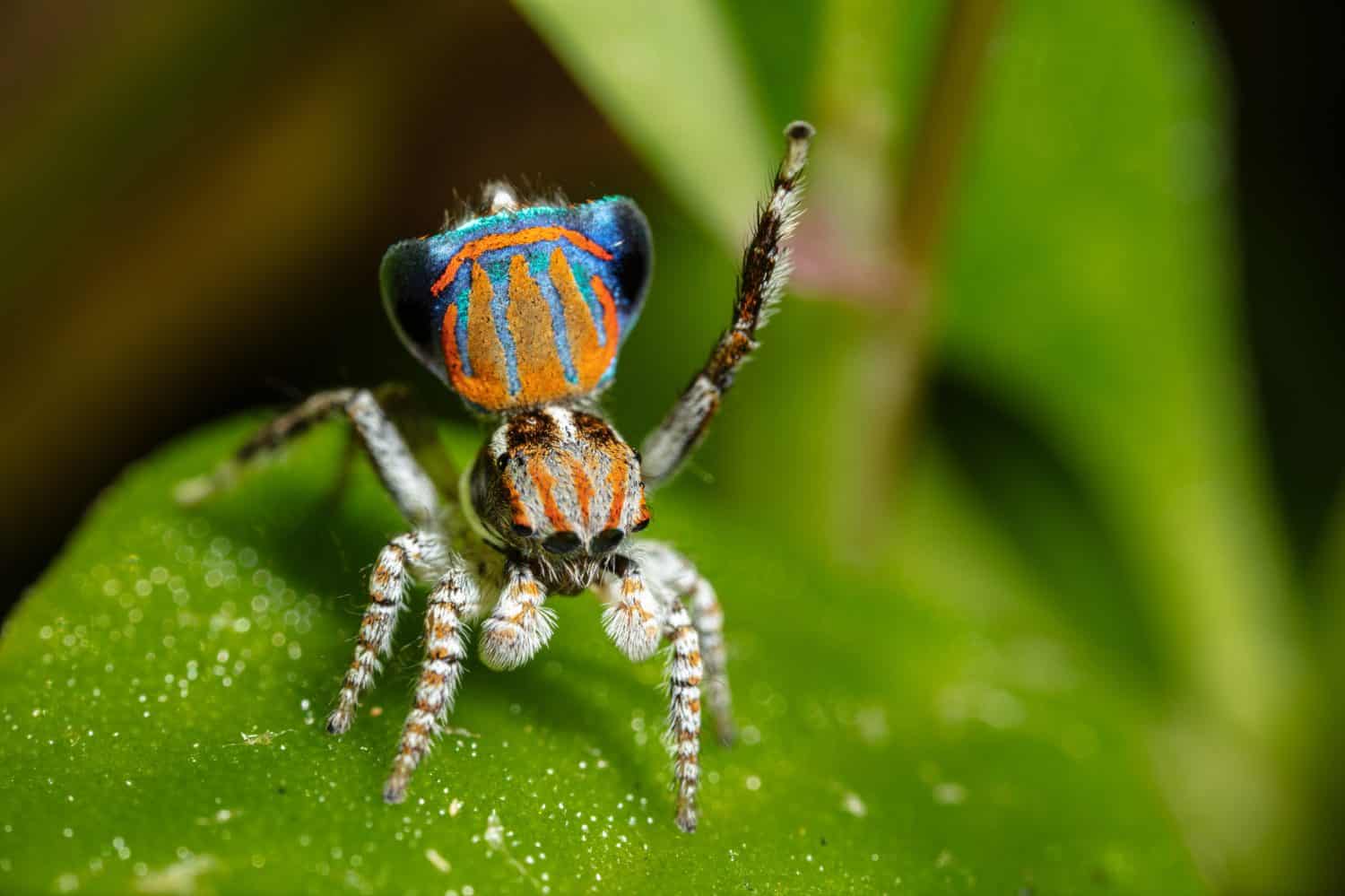 Tasmanian Peacock Spider Maratus tasmanicus