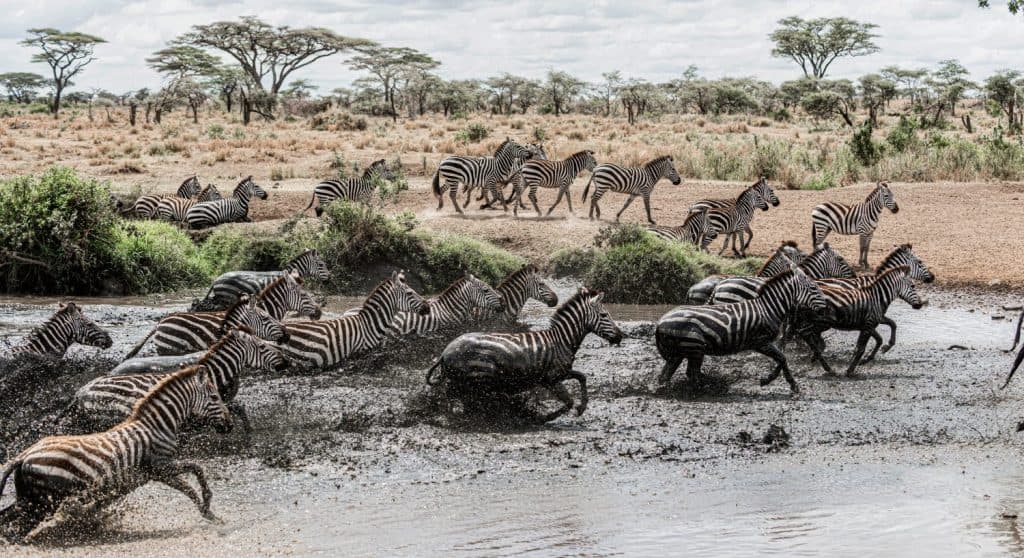 Large group of zebras running through a muddy river in the african savannah during the great migration