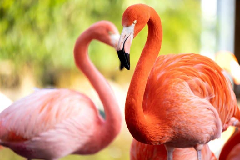 Graceful flamingo wading through shallow water. Known for its pink plumage, long legs, and curved bill, this iconic bird is often seen in lagoons, salt lakes, and wetlands.