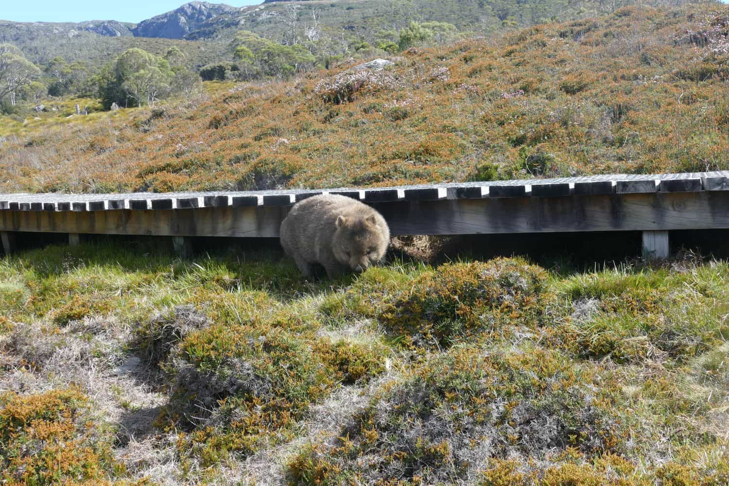 Common wombat Vombatus ursinus leisurely grazing next to gangway in grassy heathland of Overland Track at Ronny Creek in Cradle Mountain- Lake St Clair National Park in Tasmania on a sunny Summer day