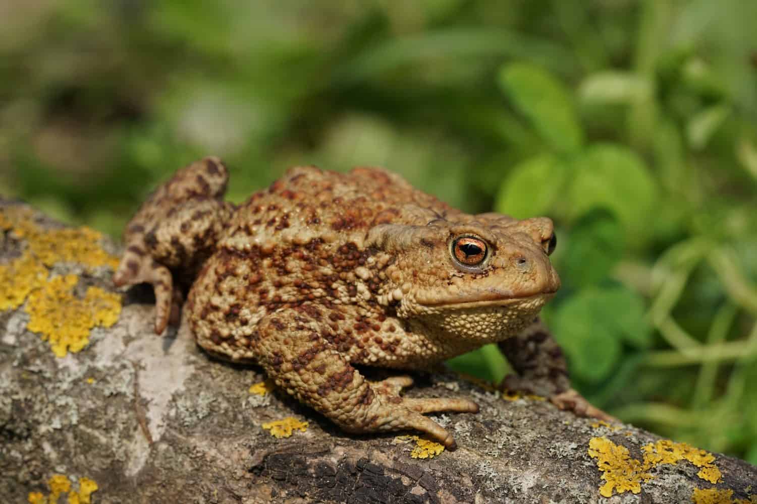 Closeup view of Common toad (Bufo bufo) in summer garden. A rarity to see them in the wild.