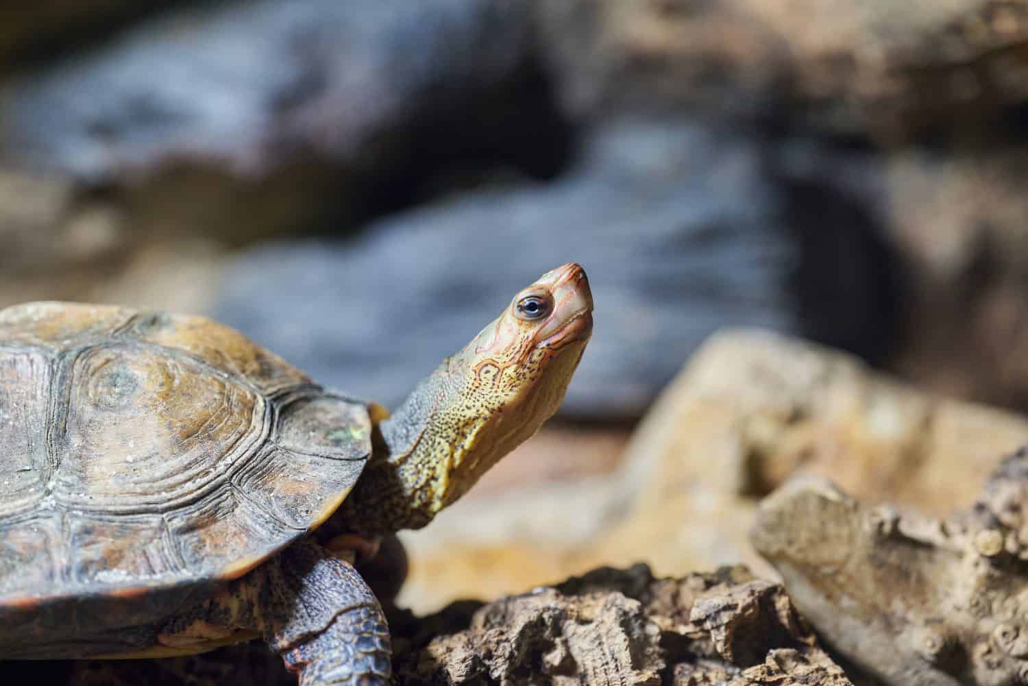 The ornate or painted wood turtle, Rhinoclemmys pulcherrima