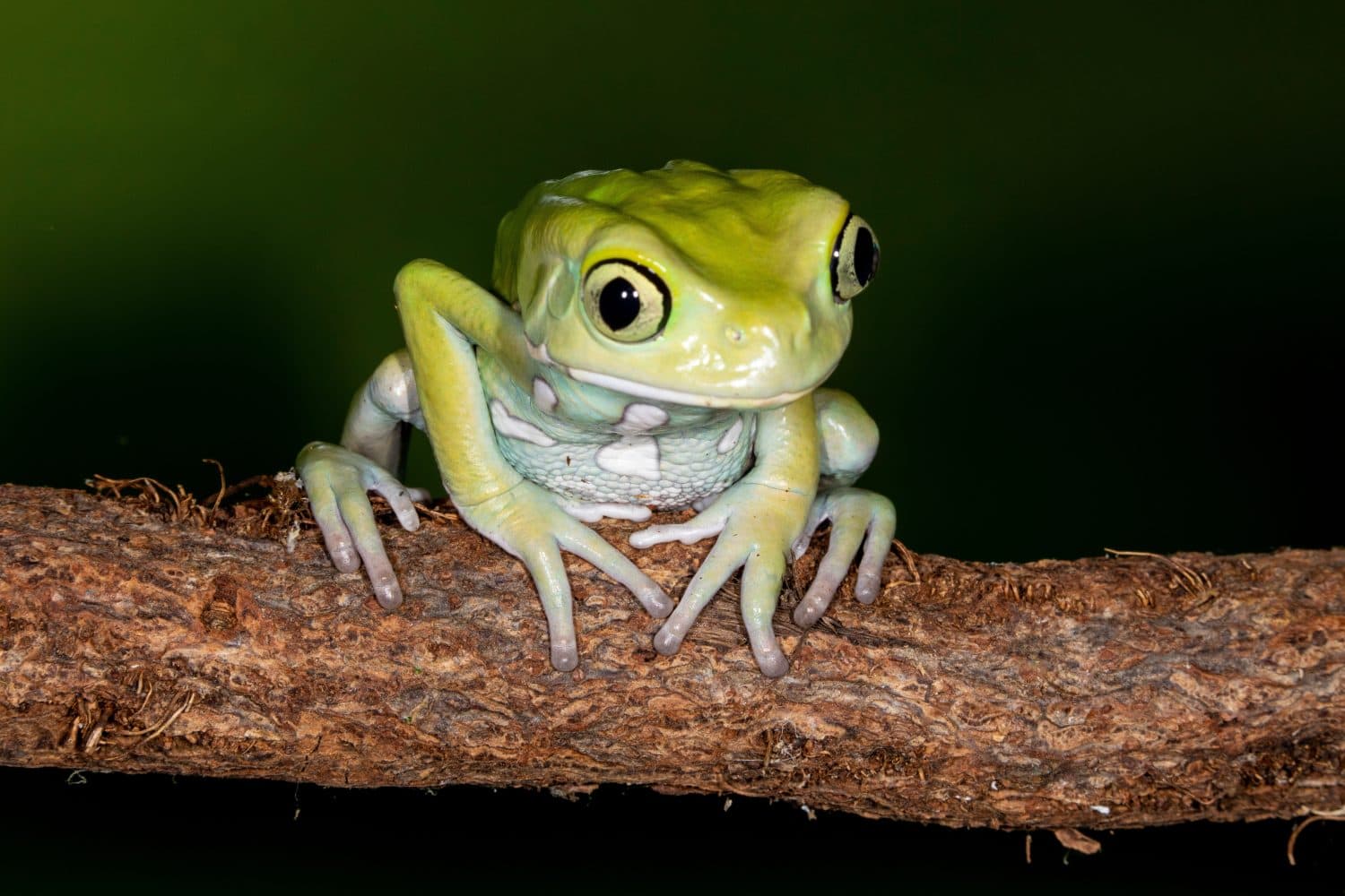 Close up view of Waxy Monkey tree frog.