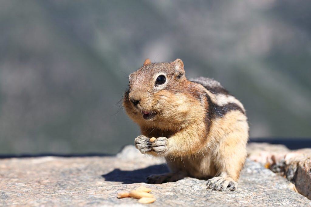 closeup adorable cute uinta chipmunk near Red Lodge Montana in the Beartooth Mountain Range Pass holding a nut while eating as he stands on a stone wall looking at visitors and travelers who feed him