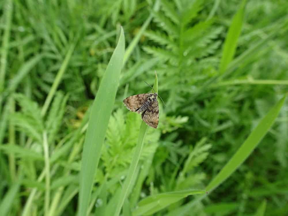 A metalmark moth on a blade of grass in the Westerwald, Germany.