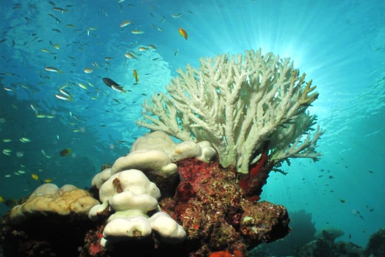 White color of hard corals is coral bleaching. The main cause of coral bleaching is heat stress resulting from high sea temperatures.