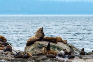 stellar sea lions hauled out on rocks