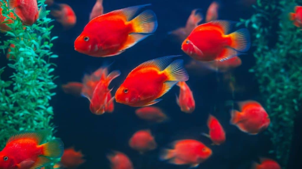 Red Aquarium Fish: 13 Types of Red Fish - A-Z Animals