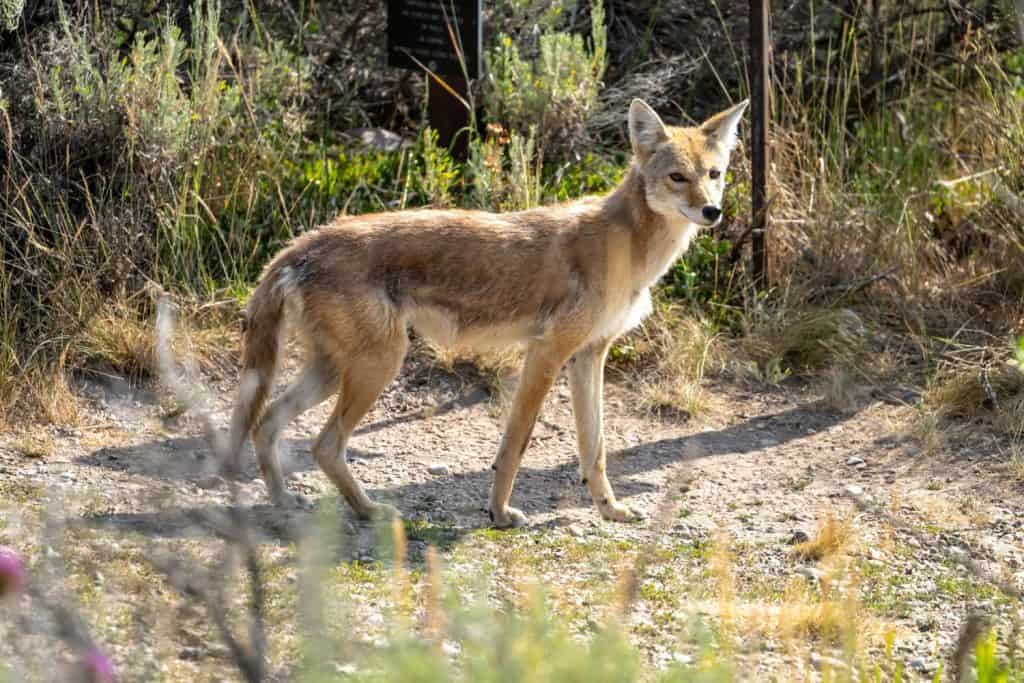 Thin Coyote Looks Up Toward Camera along trail in Grand Teton National Park